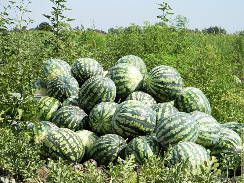 Продам арбуз хорошего качества - <ro>Изображение</ro><ru>Изображение</ru> #1, <ru>Объявление</ru> #1288005
