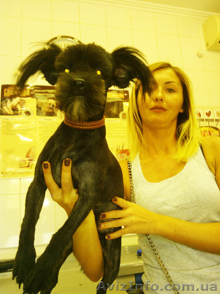 Тренинг для владельцев животных    - <ro>Изображение</ro><ru>Изображение</ru> #1, <ru>Объявление</ru> #1299696