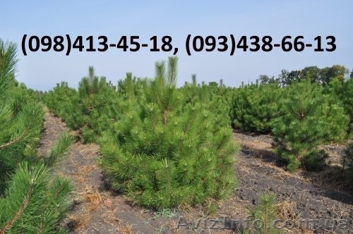 Елки оптом, сосны оптом новогодние живые - <ro>Изображение</ro><ru>Изображение</ru> #1, <ru>Объявление</ru> #1325072