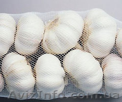 Продам чеснок сорт "Любаша" - <ro>Изображение</ro><ru>Изображение</ru> #1, <ru>Объявление</ru> #1337988