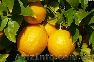 Жидкие экстракты-концентраты - <ro>Изображение</ro><ru>Изображение</ru> #1, <ru>Объявление</ru> #1346075