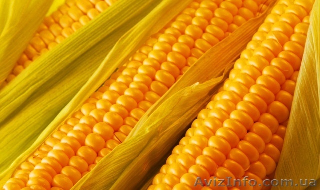 Семена Кукурузы продам - <ro>Изображение</ro><ru>Изображение</ru> #1, <ru>Объявление</ru> #1349235