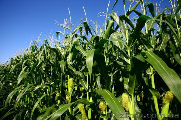 Продам колхоз в Полтавской области - <ro>Изображение</ro><ru>Изображение</ru> #1, <ru>Объявление</ru> #1373431