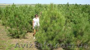 Новогодние сосны опт со склада - <ro>Изображение</ro><ru>Изображение</ru> #1, <ru>Объявление</ru> #1497264