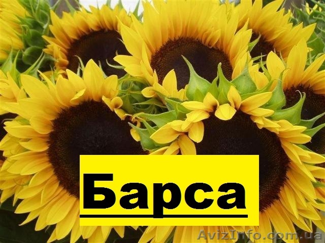  насіння соняшнику - Барса (112 – 116 дн)  - <ro>Изображение</ro><ru>Изображение</ru> #1, <ru>Объявление</ru> #1501358