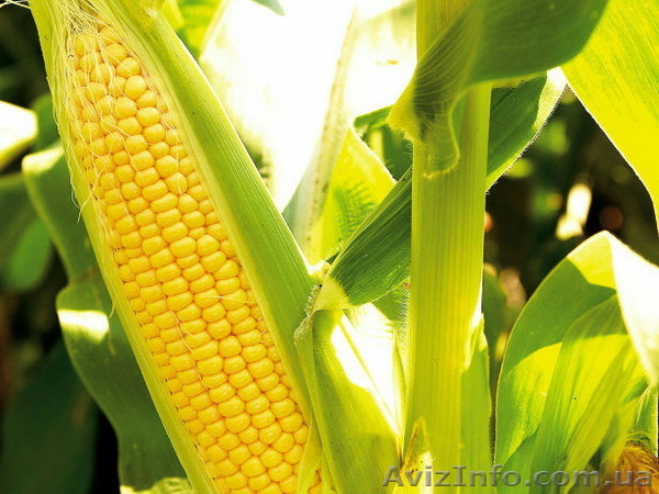 Насіння кукурудзи Гран 310 (ФАО 250) - <ro>Изображение</ro><ru>Изображение</ru> #1, <ru>Объявление</ru> #1502766
