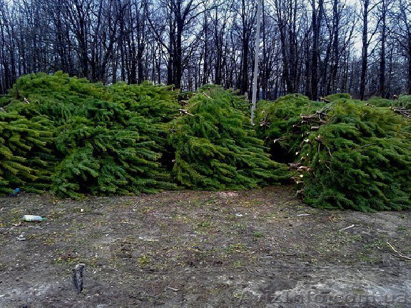 Новогодние живые сосны оптом 2016-2017 - <ro>Изображение</ro><ru>Изображение</ru> #1, <ru>Объявление</ru> #1508882