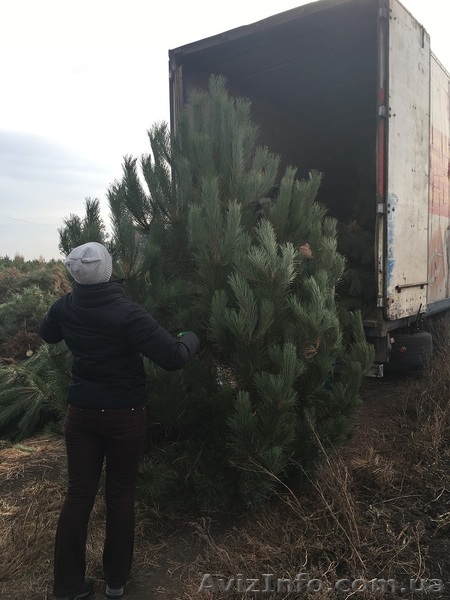 Новогодняя сосна крымка оптом - <ro>Изображение</ro><ru>Изображение</ru> #1, <ru>Объявление</ru> #1506981