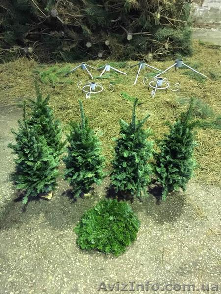 Новогодняя настольная елочка из пихты оптом - <ro>Изображение</ro><ru>Изображение</ru> #1, <ru>Объявление</ru> #1513202