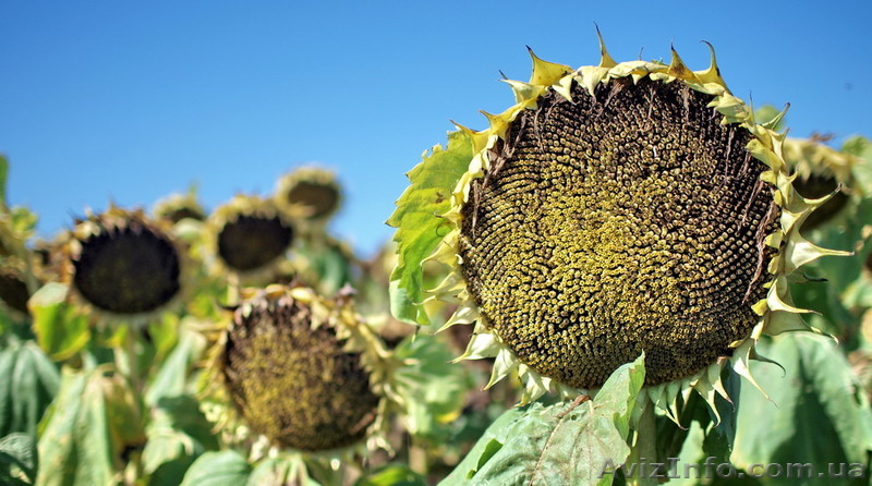 Посівний матеріал соняшнику БАРСА(1120дн)та  ТОЛЕДО(115дн.) - <ro>Изображение</ro><ru>Изображение</ru> #1, <ru>Объявление</ru> #1509903