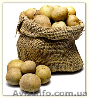 Картофель товарный - <ro>Изображение</ro><ru>Изображение</ru> #1, <ru>Объявление</ru> #1509192