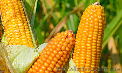 Посівний матеріал кукурудзи ГРАН 5 (ФАО270) - <ro>Изображение</ro><ru>Изображение</ru> #1, <ru>Объявление</ru> #1508060