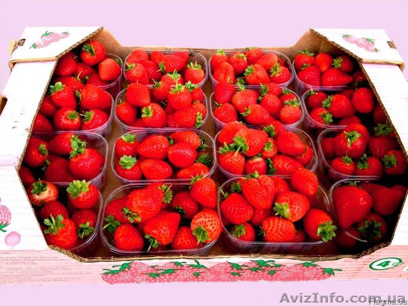 Купить клубничный лоток  - <ro>Изображение</ro><ru>Изображение</ru> #1, <ru>Объявление</ru> #1542656