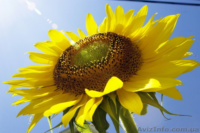 Продамо стійкі гібриди до євро-лайтнінгу: НС Имисан і НС Тарус - <ro>Изображение</ro><ru>Изображение</ru> #1, <ru>Объявление</ru> #1588776