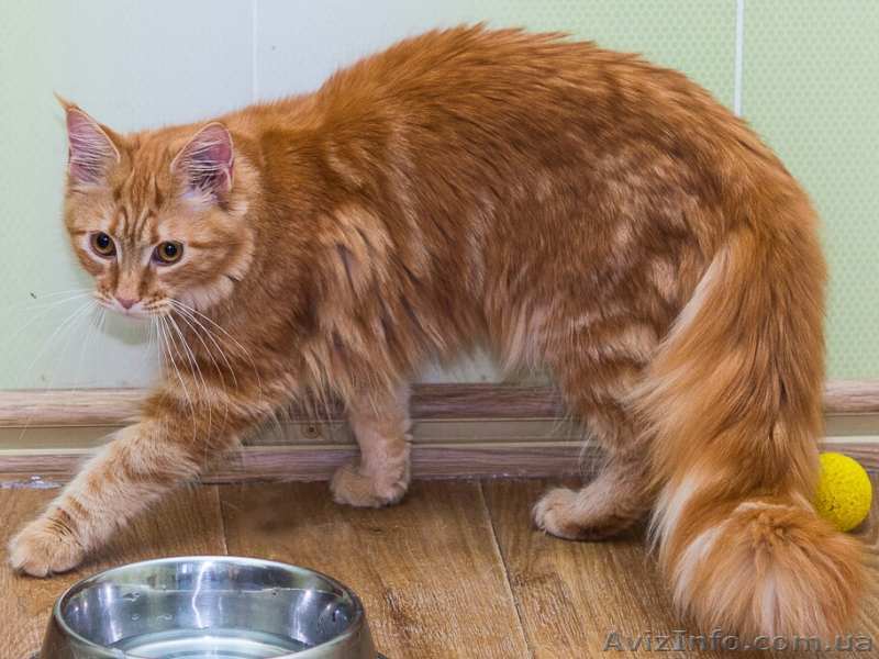 Мейн-кун огненно-рыжий, выгодно и со скидкой - <ro>Изображение</ro><ru>Изображение</ru> #1, <ru>Объявление</ru> #1614123