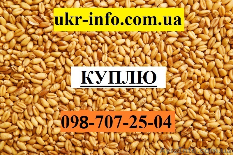 Пшеница. Куплю. - <ro>Изображение</ro><ru>Изображение</ru> #1, <ru>Объявление</ru> #1626826