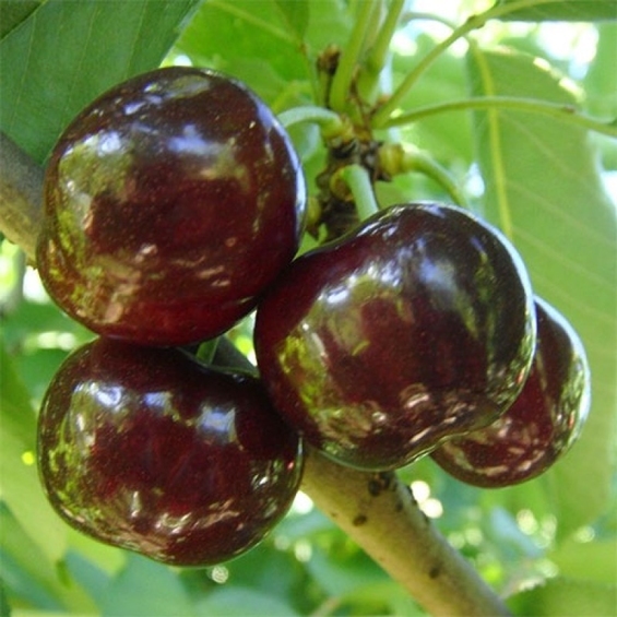 Черешня высокого качества оптом - <ro>Изображение</ro><ru>Изображение</ru> #1, <ru>Объявление</ru> #1657900