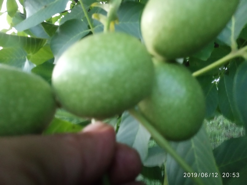 Саджанці грецького горіха гроздевого плодоношения - <ro>Изображение</ro><ru>Изображение</ru> #1, <ru>Объявление</ru> #1668623