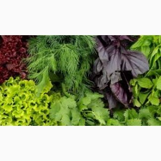 Зелень оптом - Мелитополь, Запорожская обл. - <ro>Изображение</ro><ru>Изображение</ru> #1, <ru>Объявление</ru> #1709875