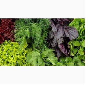 Продам зелень оптом в Мелитополе.  - <ro>Изображение</ro><ru>Изображение</ru> #1, <ru>Объявление</ru> #1710962