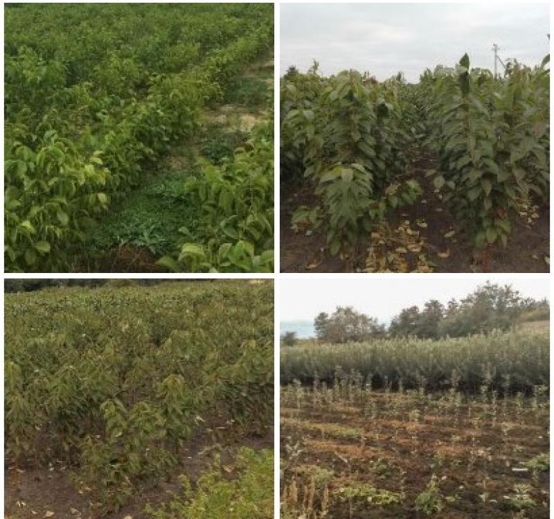 Саженцы недорого из Питомника Плодоцентр - <ro>Изображение</ro><ru>Изображение</ru> #1, <ru>Объявление</ru> #1716469