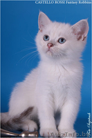 Котята из питомника - <ro>Изображение</ro><ru>Изображение</ru> #2, <ru>Объявление</ru> #378478