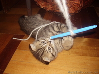 Шотландский вислоухий пятнистый котёнок - <ro>Изображение</ro><ru>Изображение</ru> #2, <ru>Объявление</ru> #4768