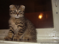 Шотландский вислоухий пятнистый котёнок - <ro>Изображение</ro><ru>Изображение</ru> #3, <ru>Объявление</ru> #4768