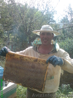 Продам мёд          - <ro>Изображение</ro><ru>Изображение</ru> #1, <ru>Объявление</ru> #62542