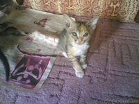 Котята дон сфинкс - <ro>Изображение</ro><ru>Изображение</ru> #5, <ru>Объявление</ru> #106689