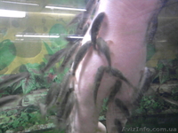 Garra rufa - рыба доктор для SPA салонов и лечения псориаза - <ro>Изображение</ro><ru>Изображение</ru> #1, <ru>Объявление</ru> #209541