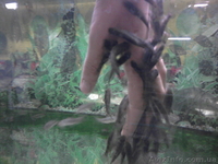 Garra rufa - рыба доктор для SPA салонов и лечения псориаза - <ro>Изображение</ro><ru>Изображение</ru> #2, <ru>Объявление</ru> #209541