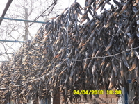 ВЯЛЕНЫЙ БЫЧОК АЗОВСКИЙ - <ro>Изображение</ro><ru>Изображение</ru> #1, <ru>Объявление</ru> #185672