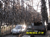 ВЯЛЕНЫЙ БЫЧОК АЗОВСКИЙ - <ro>Изображение</ro><ru>Изображение</ru> #3, <ru>Объявление</ru> #185672