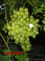 саженцы столового винограда - <ro>Изображение</ro><ru>Изображение</ru> #6, <ru>Объявление</ru> #241813