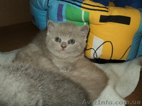 продаем котят породы скоттиш фолд и страйт - <ro>Изображение</ro><ru>Изображение</ru> #4, <ru>Объявление</ru> #257794