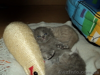 продаем котят породы скоттиш фолд и страйт - <ro>Изображение</ro><ru>Изображение</ru> #1, <ru>Объявление</ru> #257794