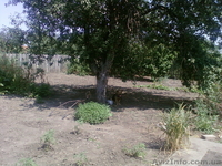  Срочная продажа дома за реально НИЗКУЮ цену(ОРЕХОВ Запорожской) - <ro>Изображение</ro><ru>Изображение</ru> #9, <ru>Объявление</ru> #304692