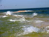 «День Независимости» на Обиточной косе (Азовское море).  - <ro>Изображение</ro><ru>Изображение</ru> #4, <ru>Объявление</ru> #339054