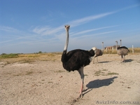 «День Независимости» на Обиточной косе (Азовское море).  - <ro>Изображение</ro><ru>Изображение</ru> #5, <ru>Объявление</ru> #339054