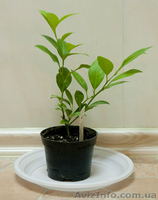 Комнатные плодовые растения - <ro>Изображение</ro><ru>Изображение</ru> #1, <ru>Объявление</ru> #389068