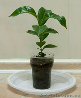 Комнатные плодовые растения - <ro>Изображение</ro><ru>Изображение</ru> #2, <ru>Объявление</ru> #389068