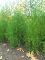 Продам саженцы липы, туи, самшита, можжевельника козацкого - <ro>Изображение</ro><ru>Изображение</ru> #1, <ru>Объявление</ru> #409705