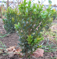 Продам саженцы липы, туи, самшита, можжевельника козацкого - <ro>Изображение</ro><ru>Изображение</ru> #3, <ru>Объявление</ru> #409705