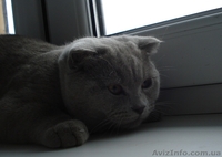 Крупный котик шотландский вислоухий  - <ro>Изображение</ro><ru>Изображение</ru> #2, <ru>Объявление</ru> #487451