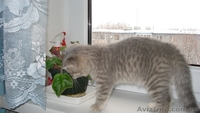 Кошечка шотландская вислоухая - <ro>Изображение</ro><ru>Изображение</ru> #4, <ru>Объявление</ru> #482305