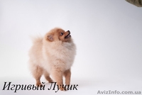 Померанский шпиц /././. - <ro>Изображение</ro><ru>Изображение</ru> #3, <ru>Объявление</ru> #533362