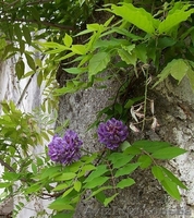  Cаженцы Глицинии, декоротивных и плодовых деревьев. - <ro>Изображение</ro><ru>Изображение</ru> #1, <ru>Объявление</ru> #584607