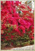  Cаженцы Глицинии, декоротивных и плодовых деревьев. - <ro>Изображение</ro><ru>Изображение</ru> #2, <ru>Объявление</ru> #584607