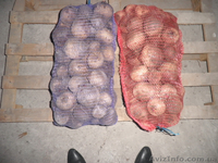 Продам свеклу столовую оптом и мелким оптом  - <ro>Изображение</ro><ru>Изображение</ru> #4, <ru>Объявление</ru> #585265